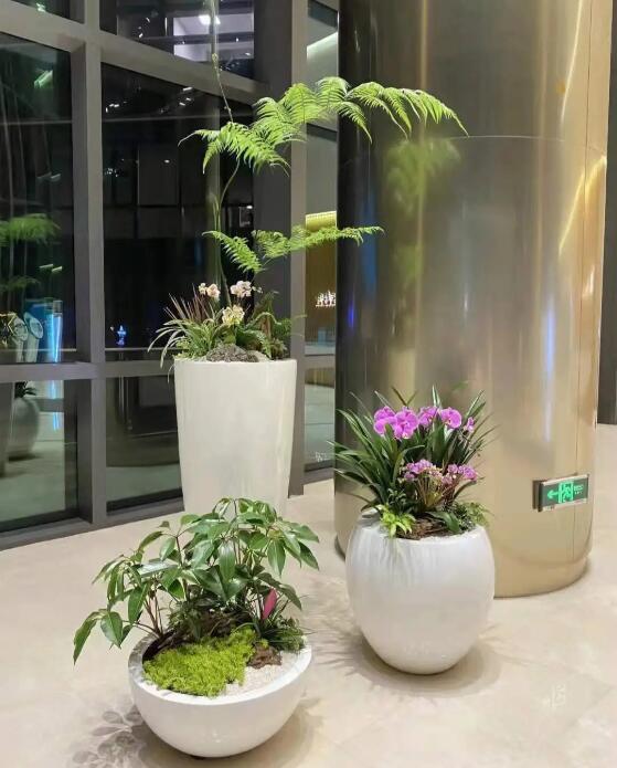 酒店绿植租赁